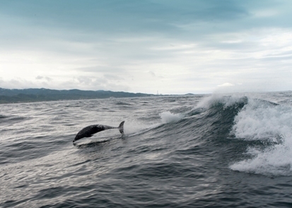 photo: dolphin cavorting in Hayasaki Strait